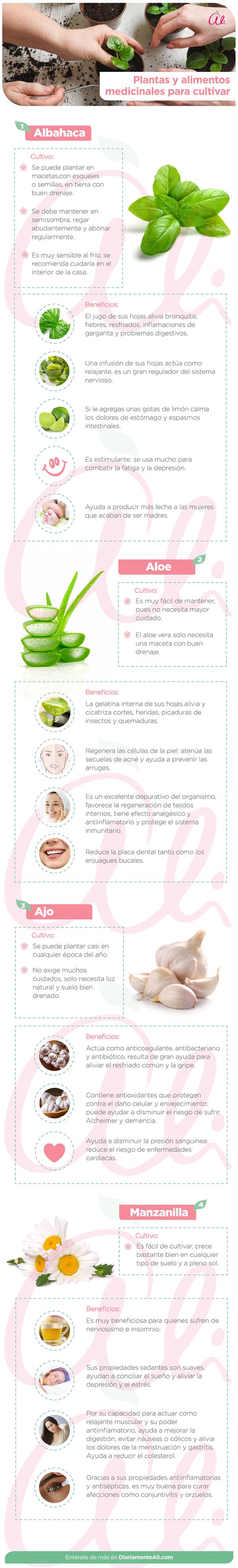 Diariamente_Ali_Para_Tu_Casa_Plantas_Medicinales_Para_Cultivar.png